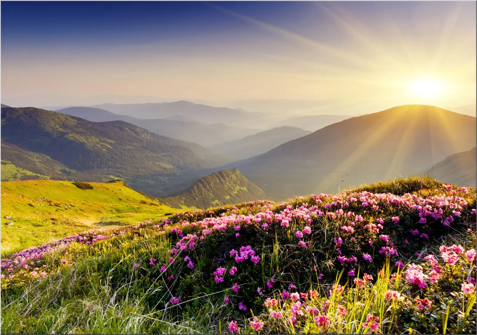 Postkarte mit Berglandschaft Sonnenstrahlen Blumen Alm# Postkarte mit Berglandschaft Sonnenstrahlen Blumen Alm#