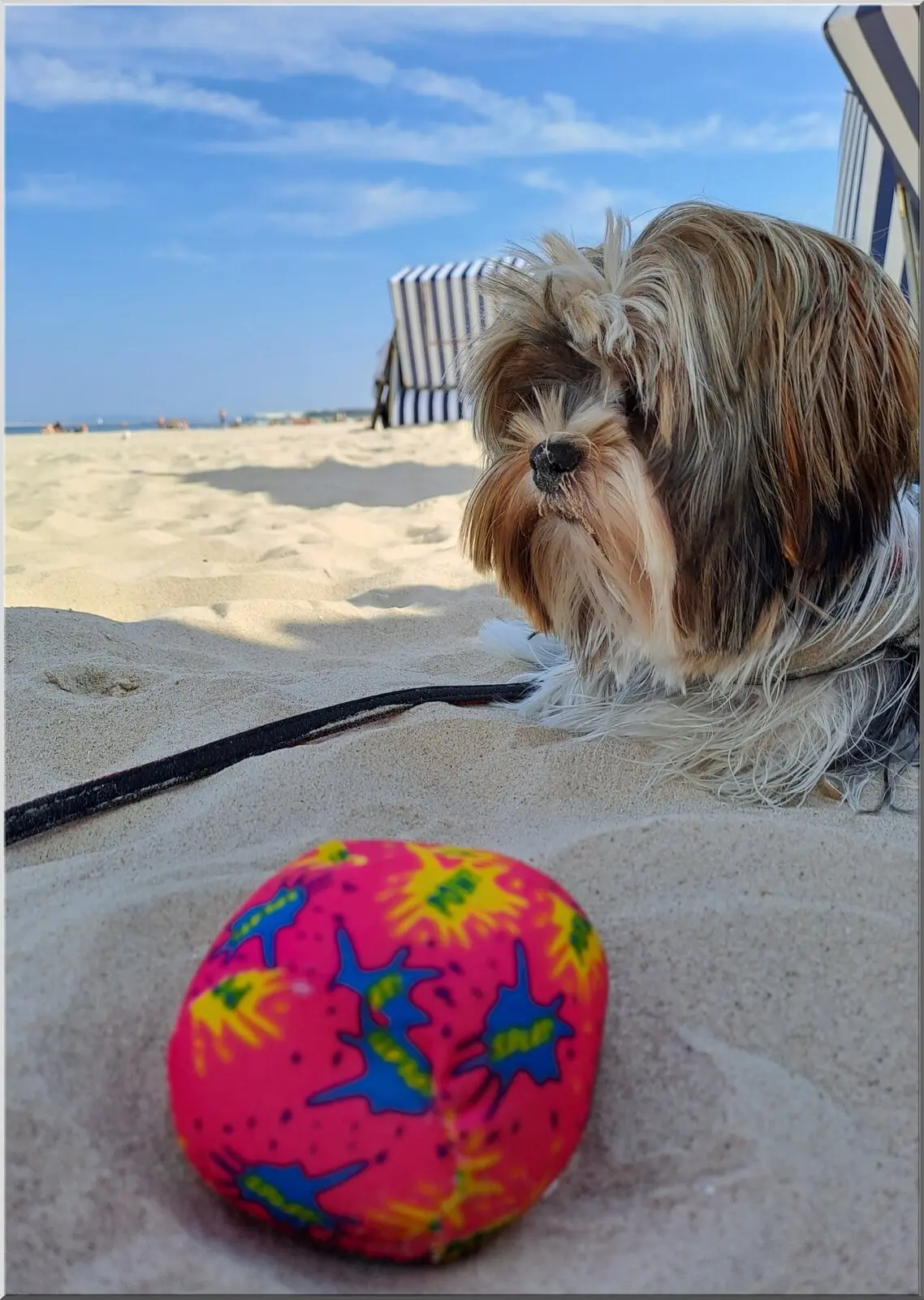 Postkartenmotiv mit lustigem Hund und Strandball Format A6 Postkartenmotiv mit lustigem Hund und Strandball