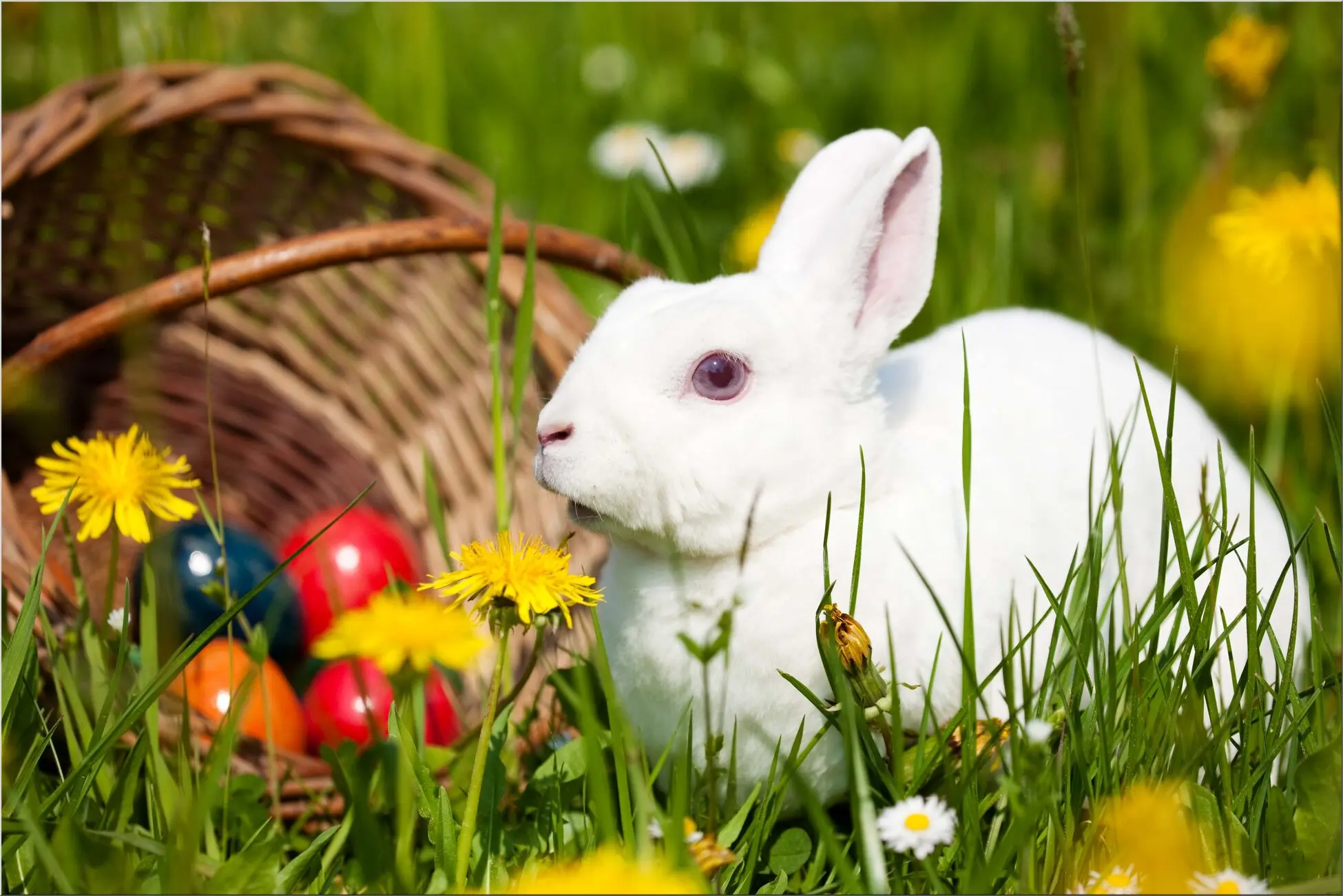 Weißer Hase mit Osterkorb Kaninchen Eier bunt Nest Weißer Hase mit Osterkorb