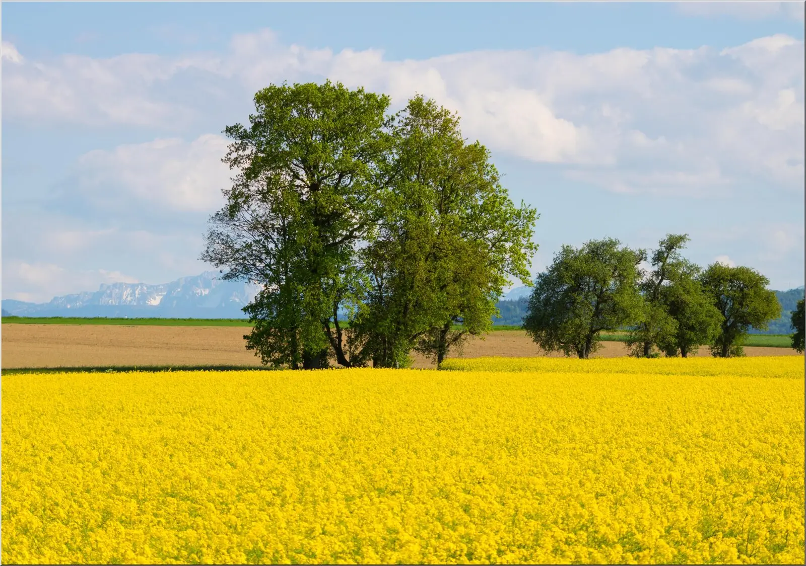 Postkarte Format Din A6 Senffeld Sommerlandschaft gelb Postkarte Format Din A6 Senffeld Sommerlandschaft gelb