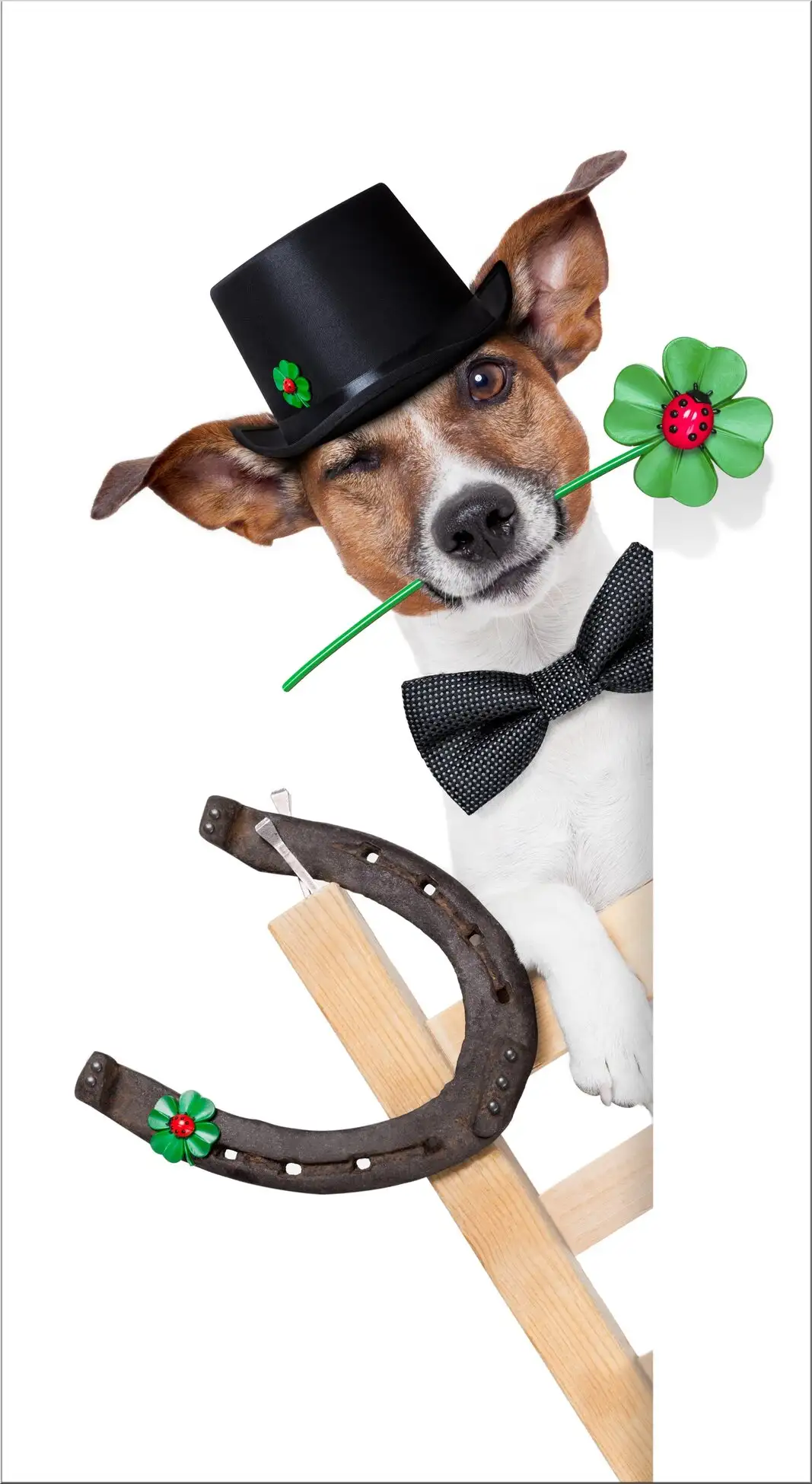 Hund Mit Hut Und Fliege Auf Leiter Mit Hufeisen Und Kleeblatt Hund Mit Hut Und Fliege Auf Leiter Mit Hufeisen Und Kleeblatt
