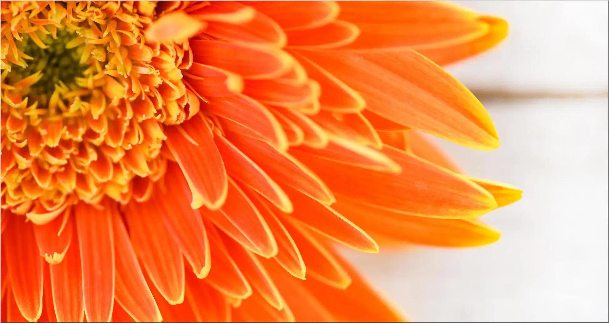 Blume In Orange Farbenfroh Blüte Farbenfrohe Blüte In Orange