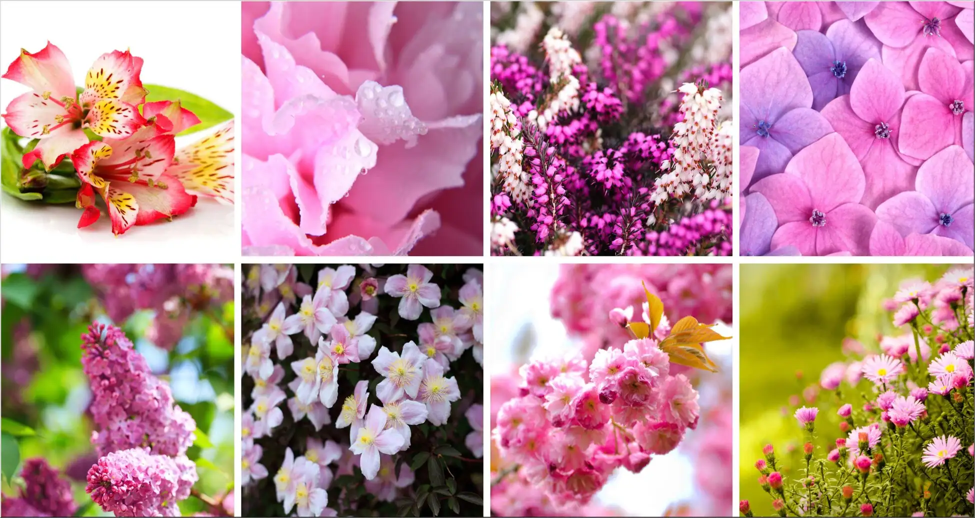 Collage Mit Blüten In Rosa Und Lila Frühling Sommer Collage Mit Blüten In Rosa Und Lila