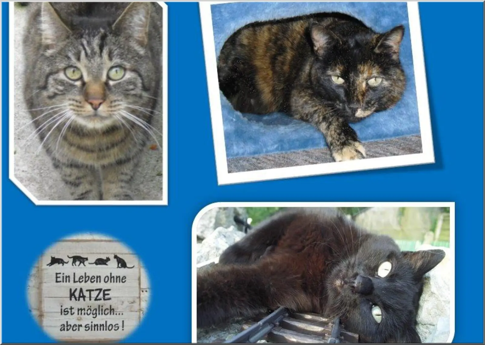 Katzencollage mit drei Katzen auf Postkarte Din A6 Format Katzencollage mit drei Katzen auf Postkarte Din A6