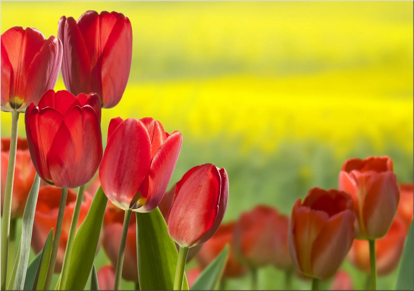 Postkarte mit roten blühenden Tulpen im Fühling Größe A6 Postkarte mit roten blühenden Tulpen im Fühling