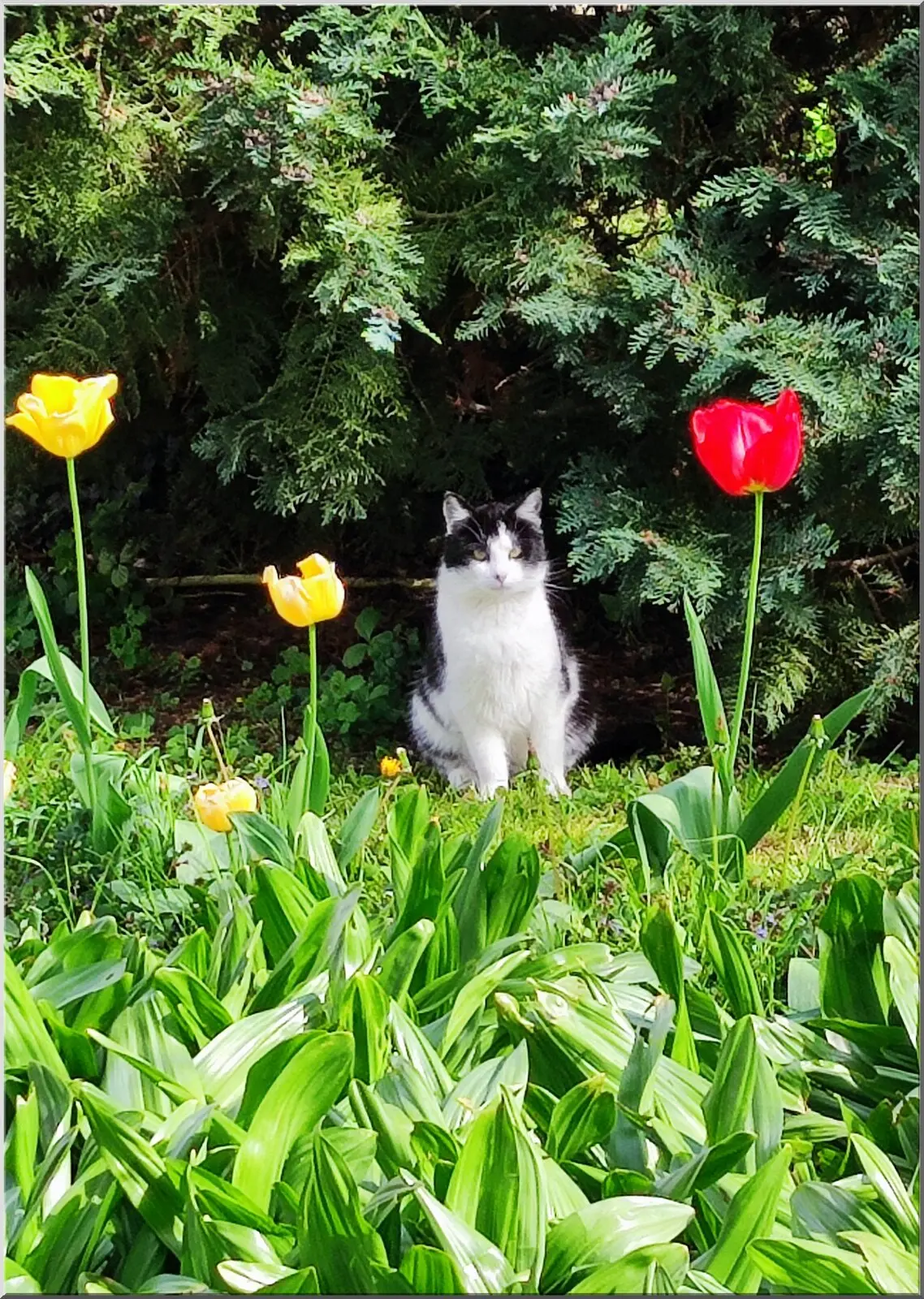 Süße Postkarte mit Katze im Garten mit schönen Tulpen A6 Süße Postkarte mit Katze im Garten mit schönen Tulpen