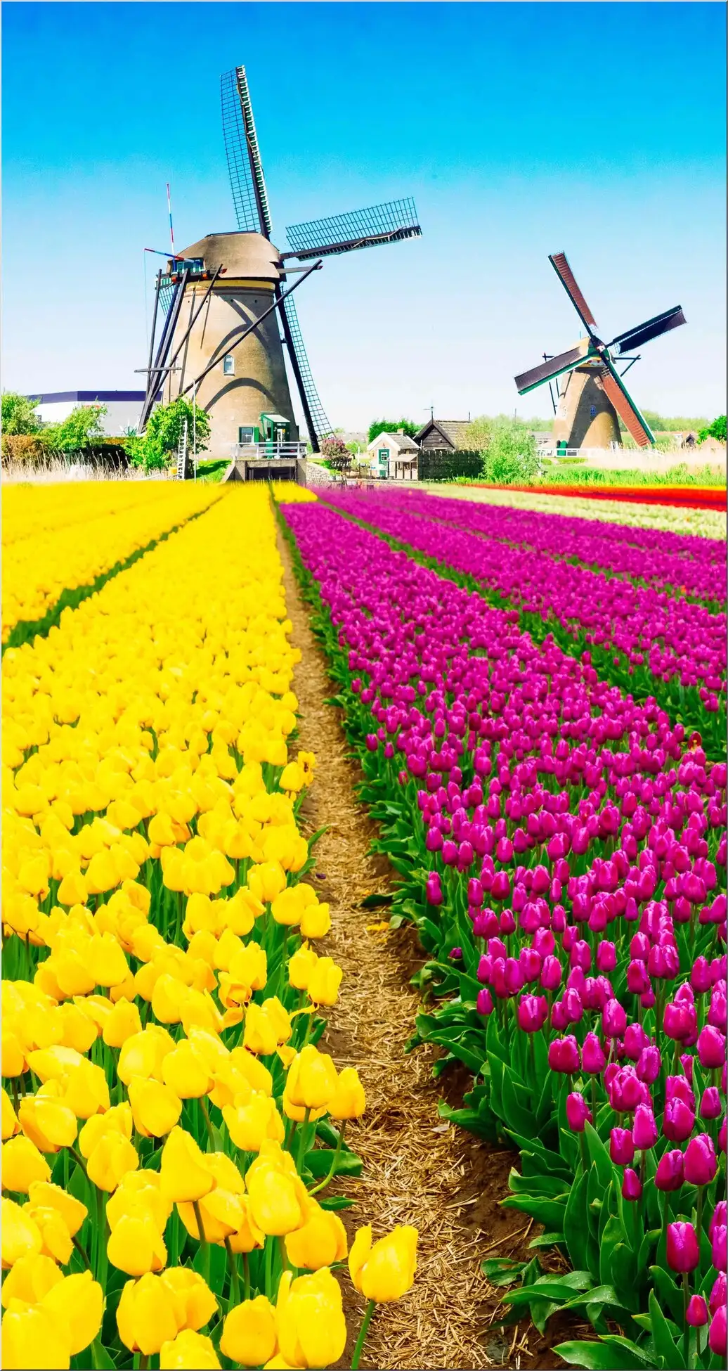 Windmüheln Xxl Postkarte Tulpen Feld Windmüheln Xxl Postkarte Tulpen Feld