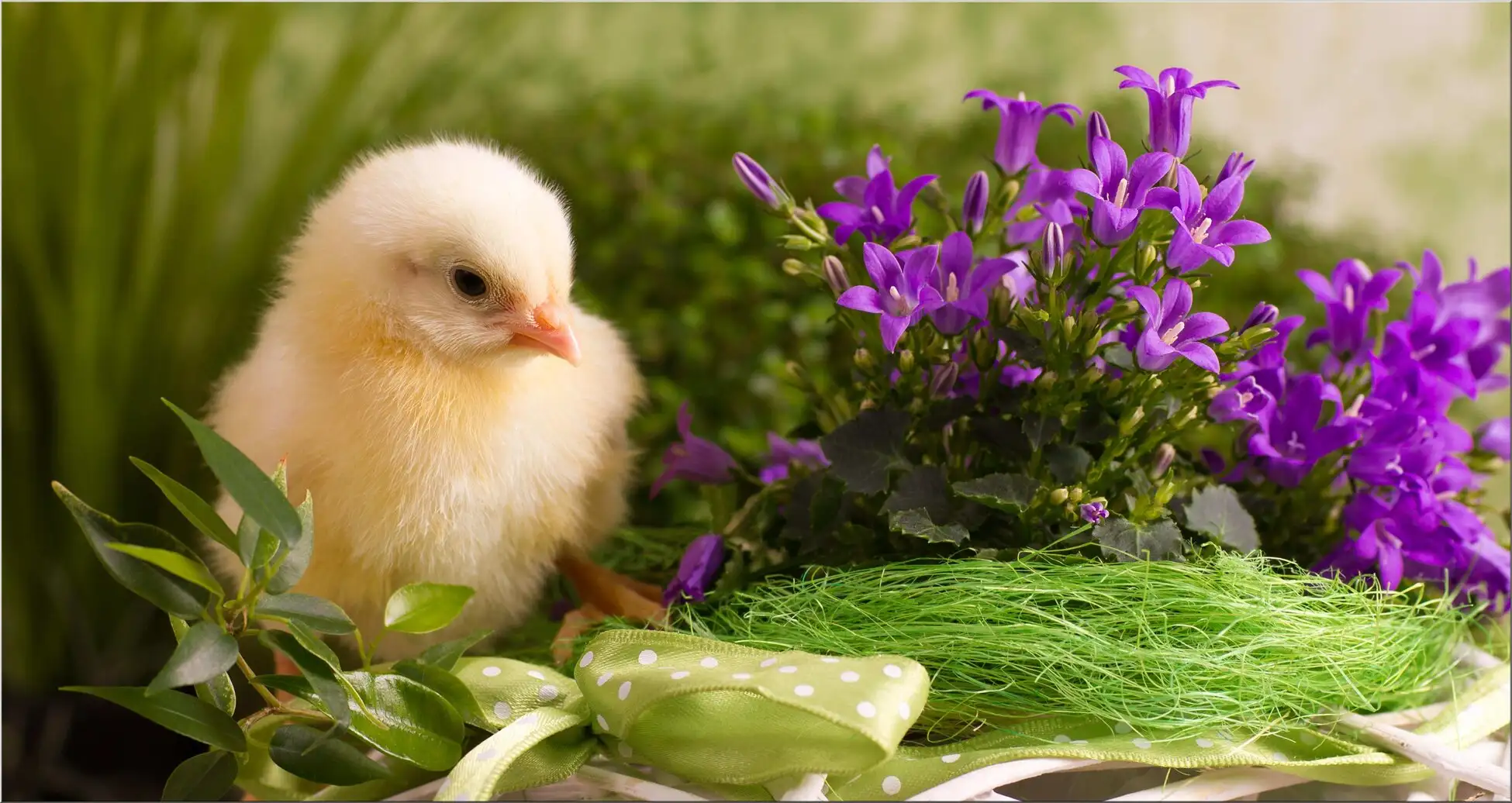 Küken Mit Blumenkorb Zu Ostern Küken Mit Blumenkorb Zu Ostern