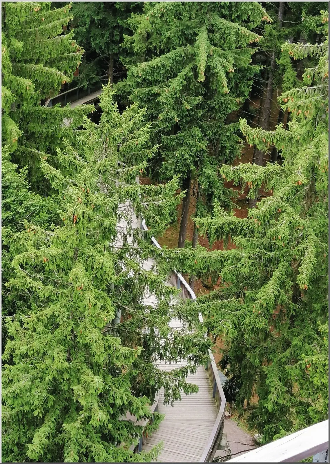 Postkarte mit Motiv Baumwipfelpfad im Tannenwald